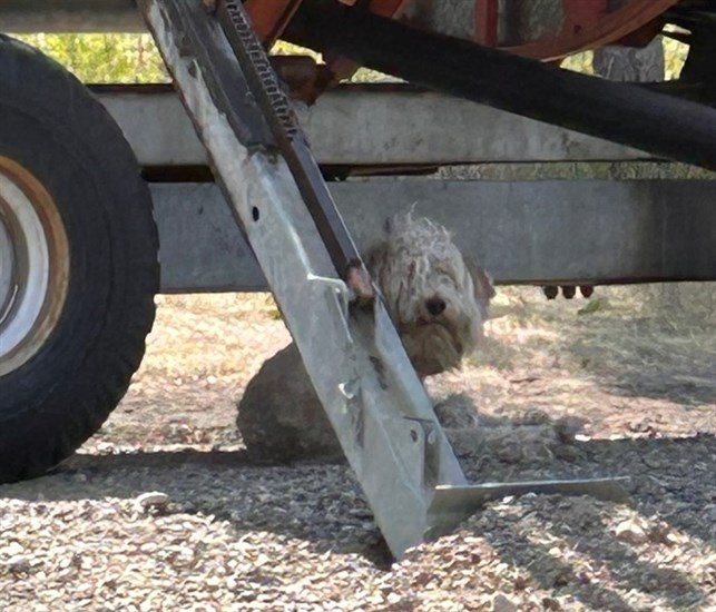 This dog was found at a semi-secluded work site in Vernon's Okanagan Landing area. 