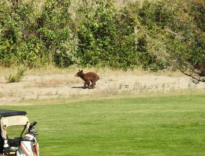 A bear cub running beside the fairway at St. Andrews By The Lake Golf Resort.