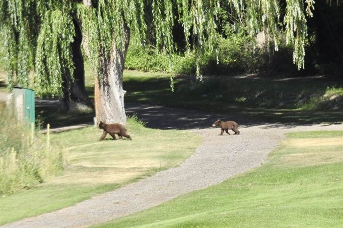 Bear cubs on a south Okanagan golf course. 