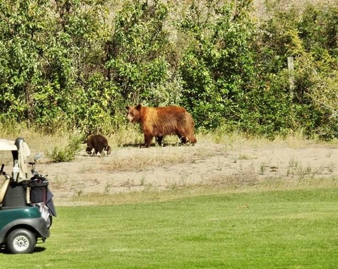 Mother bear and cub on south Okanagan golf course. 