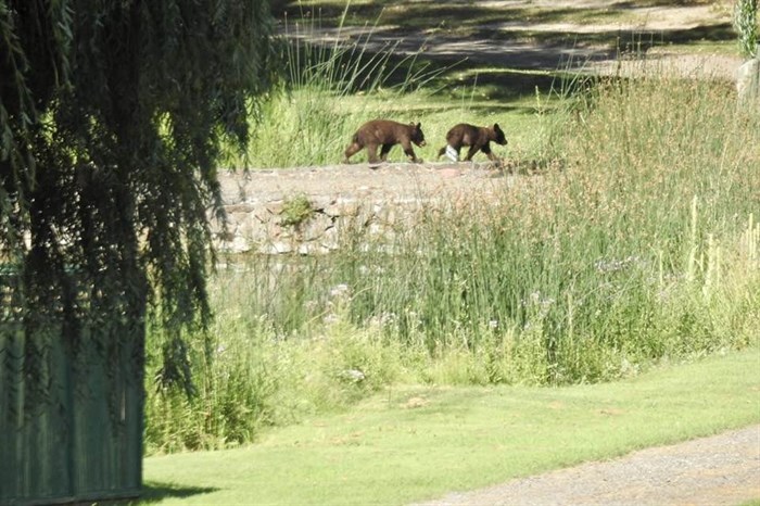 Two bear cubs on south Okanagan golf course. 