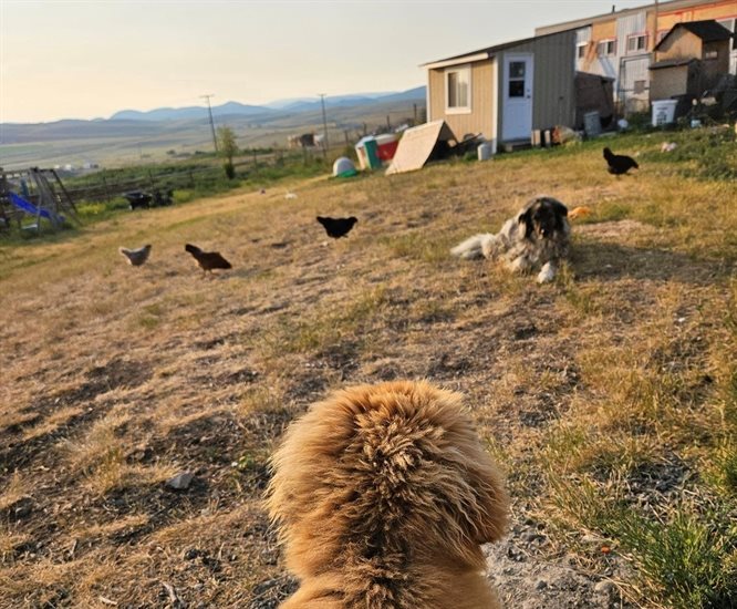 TLC for Pets is a pet boarding facility on a rural property in Knutsford, near Kamloops. 