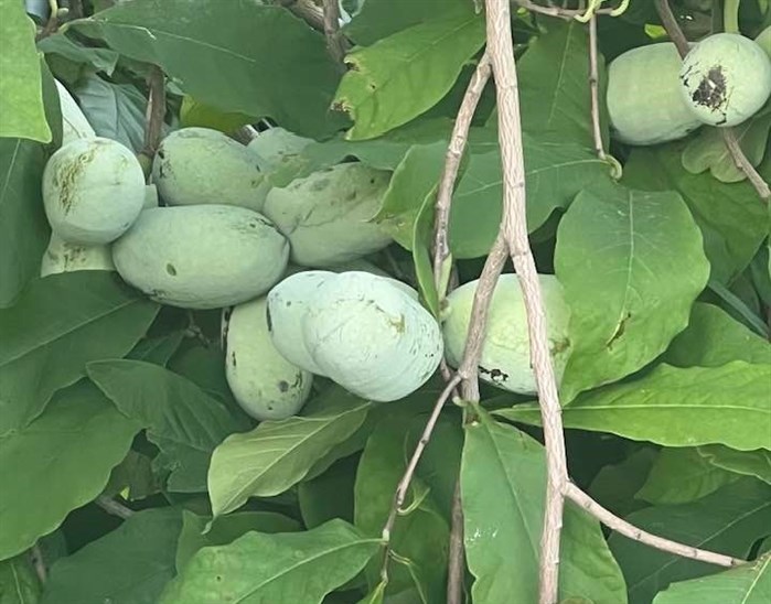Pawpaw fruits on a tree in Osoyoos resident Manuel Fernandez's property. 