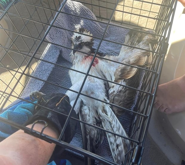 An injured osprey rescued by Shuswap Paws Rescue Society. 