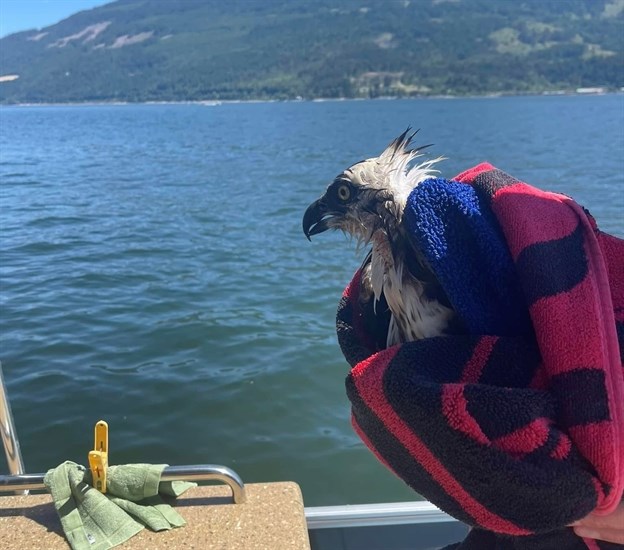 An osprey on Salmon Arm residents Natalie and Ed Parent's boat. 