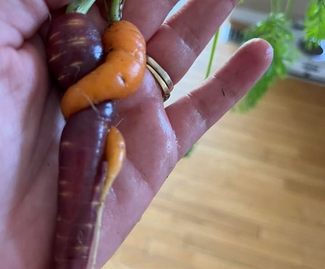 Different carrot varieties in a twist in Kamloops. 