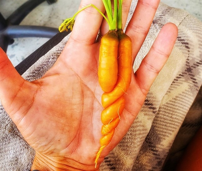 Twisted carrots from a garden in Kamloops. 