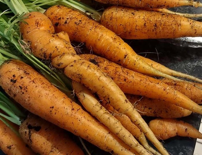 A kinky Kamloops carrot. 