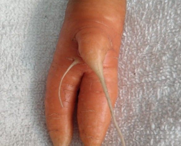 This Kamloops carrot is letting it all hang out.