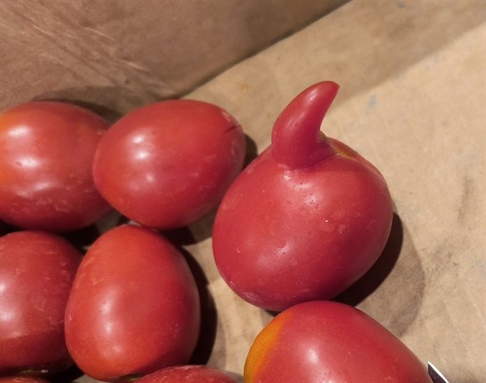 A tomato with a horn sticking out of it, grown in a garden in Kelowna. 