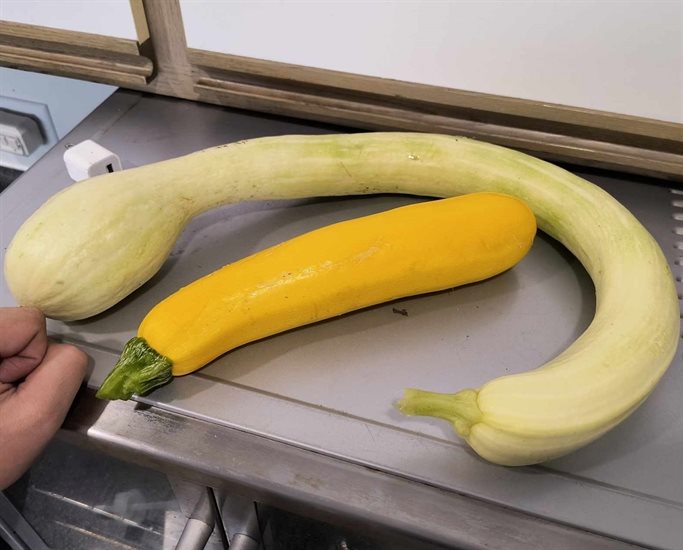 Tromboncino zucchini look strange naturally, this one is shown above a yellow squash, Kelowna. 