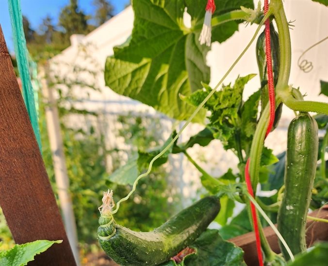 This Kamloops cucumber is twisted up in its own stem. 