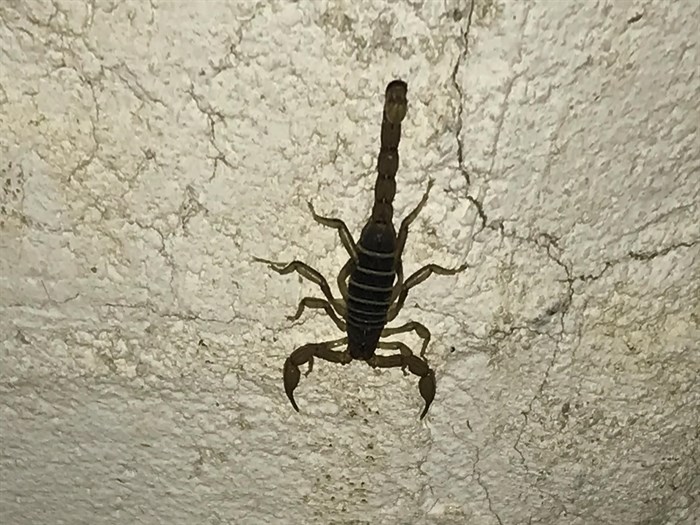 Northern scorpion on a back porch wall in Oliver. 