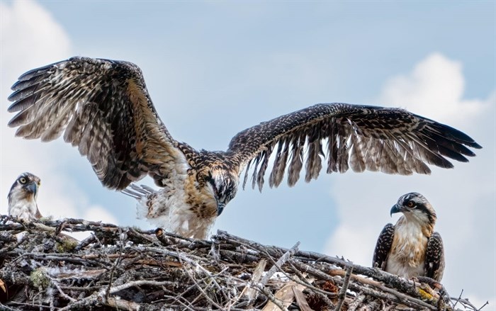 A fledgling osprey flapping its wings that not yet fully developed in a nest in the Shuswap. 
