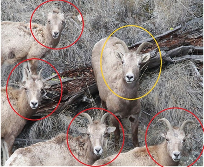 This photo shows sheep infected with psoroptic mange, circled in red, next to an uninfected sheep, circled in yellow.