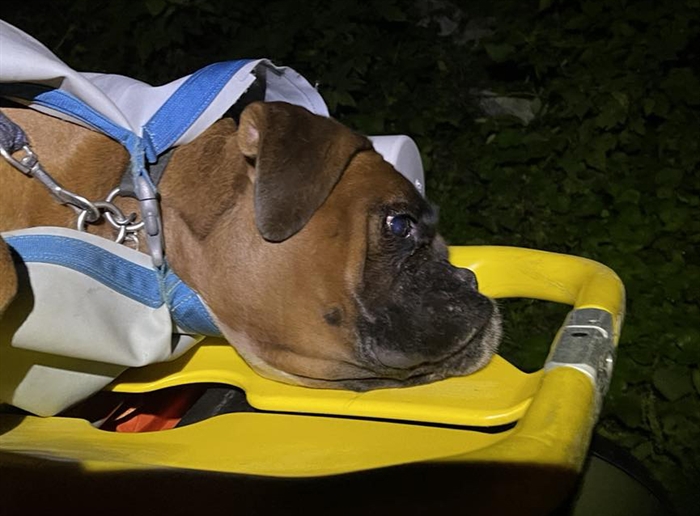 Boxer dog outlet life jacket