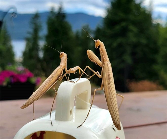 A pair of praying mantis on a property in Magna Bay, Shuswap. 