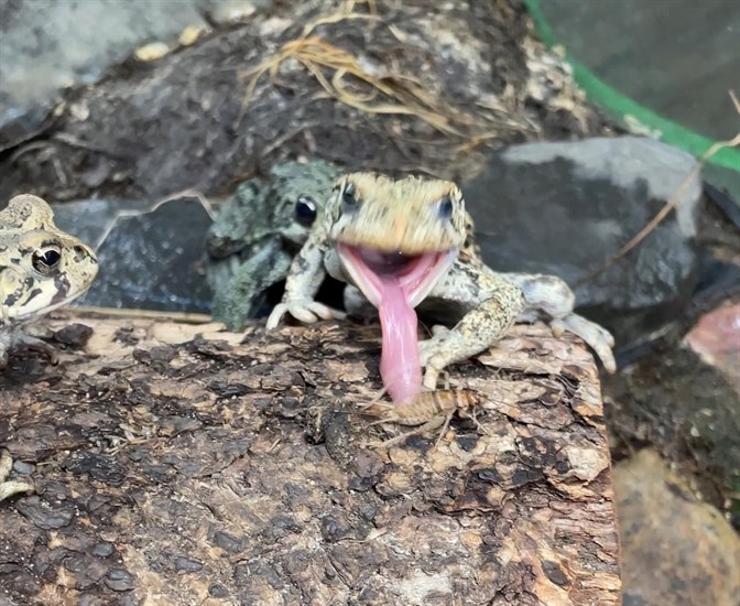 This frog is sticking out a very long tongue at BC Wildlife Park. 