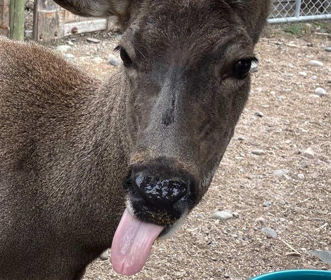This deer is sticking its tongue out at BC Wildlife Park. 