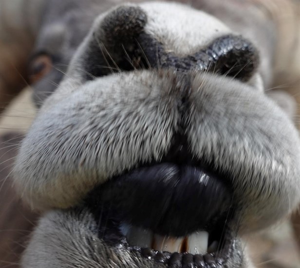 A very close up photo of a bighorn sheep at the BC Wildlife Park. 
