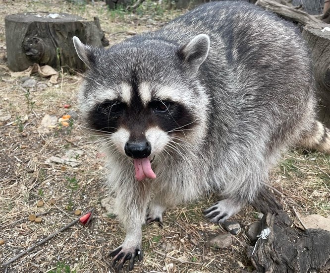 This raccoon at the wildlife park in Kamloops has his tongue hanging out. 