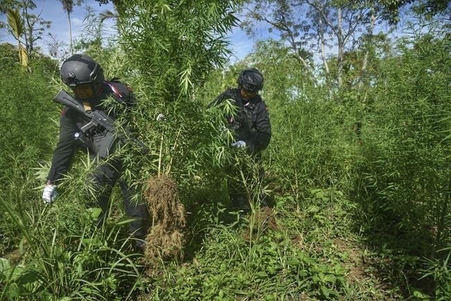 Police officers destroy marijuana trees during an operation in Teupin Reuseup village in Nort Aceh, Indonesia, Wednesday, Aug. 16, 2023. Indonesian authorities on Wednesday burned a marijuana plantation in the northern province of Aceh after it was discovered by drones.