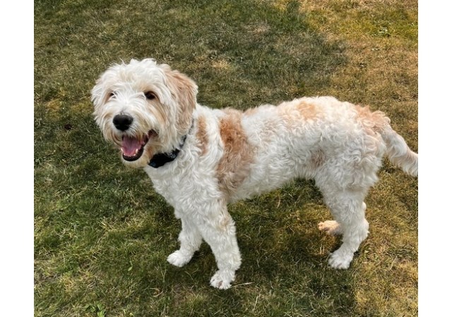 This dog called Murphy was rescued in Vernon and adopted by a family in Lake Country. 