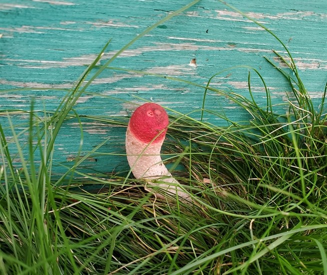 This is a species of stinkhorn mushroom found in a Kelowna backyard.