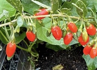 This healthy goji berry plant grows in a Penticton garden.