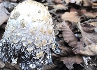 A shaggy mane mushroom growing in the Okanagan is starting to turn black. 