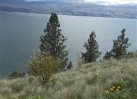 Kalamoir Park is at the centre of a debate on whether it should remain as it is or host a vital link in the Trail of the Okanagan.