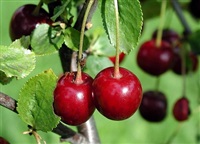 Photo of cherries growing on a tree.