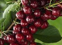 Okanagan based cherry grower anticipates good crop production this year, 2022.