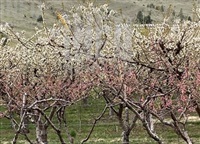 There will be cherry blossoms in the Okanagan this spring but, in many locations, nothing like the past because of January&#39;s killing cold.