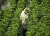 Staff work in a marijuana grow room at Canopy Growth&#39;s Tweed facility in Smiths Falls, Ont. on Thursday, Aug. 23, 2018. Canopy Growth Corp. reported a smaller quarterly loss compared with a year ago as its net revenue fell 25 per cent.