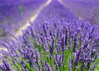 Fields of lavender. 