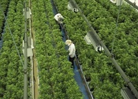 Staff work in a marijuana grow room at Canopy Growth facility in Smiths Falls, Ont. on Thursday, Aug. 23, 2018. Canopy Growth Corp. has signed a deal to swap C$255.4 million of its debt for shares and a little bit of cash.