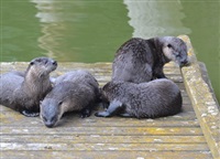 A family of river otters on a wharf on Shuswap Lake in Salmon Arm, Aug. 4. 