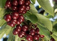 Canadian cherry growers can now ship their fruit to South Korea. 