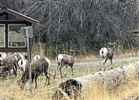 A large herd of Big Horn Sheep were seen grazing and wandering around Bear Creek Provincial Park. 