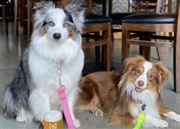 Interior Health is going to let a Kelowna brew pub continue to have dogs in its taproom. Unleashed Brewing had been running a five-month trial with dogs being allowed inside.