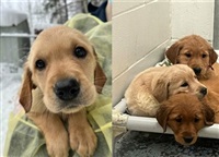 Twenty-one golden retrievers, including 17 puppies, will soon be up for adoption at B.C. SPCA after a Quesnel breeder turned them in.