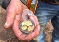 These are gold nuggets from a Likely mining operation.