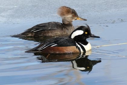 Merganser ducks swim on Munson Pond in Kelowna. 