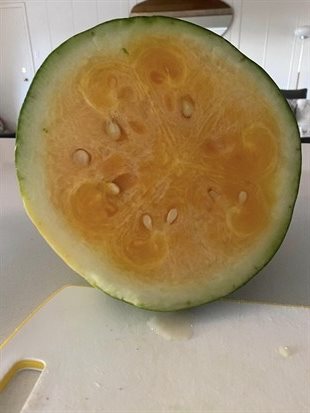 This watermelon grown in Kamloops is called an orangeglo. 