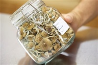 Psilocybin mushrooms that are ready for distribution are shown in Springfield, Ore., on Aug. 14, 2023. 