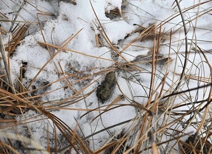 This pellet was spit out by an owl in Kamloops. 