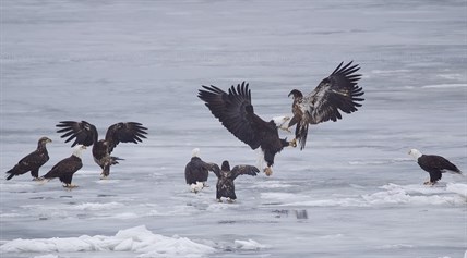 A juvenile bald eagle attempts to steal a chunk of food from the talons of an adult eagle in Kamloops. 