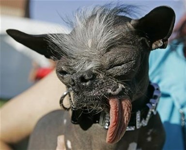 In this Friday, June 22, 2007 file photo, Chinese Crested dog 