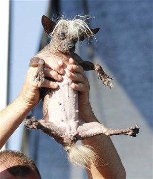 SweePee Rambo, a Chihuahua/Chinese Crested mix, is held by the owner, during World's Ugliest Dog Contest, at the Sonoma-Marin Fair, Friday, June 20, 2014, in Petaluma, Calif.